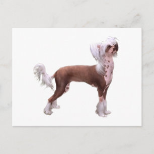 Chinese Crested Briefkaart