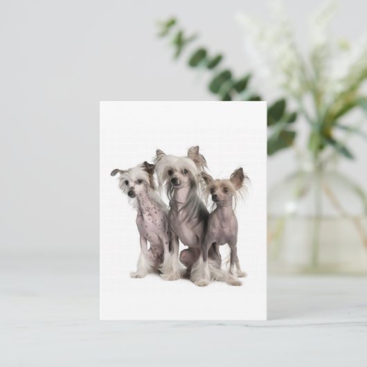 Chinese Crested Briefkaart (Staand voorkant)
