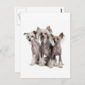 Chinese Crested Briefkaart (Voorkant / Achterkant)