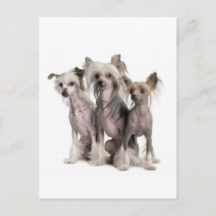 Chinese Crested Briefkaart