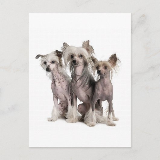 Chinese Crested Briefkaart (Voorkant)