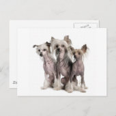 Chinese Crested Briefkaart (Voorkant / Achterkant)