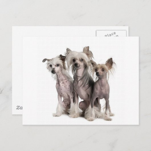 Chinese Crested Briefkaart (Voorkant / Achterkant)