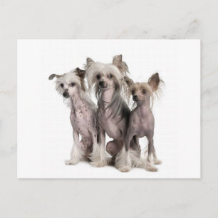 Chinese Crested Briefkaart
