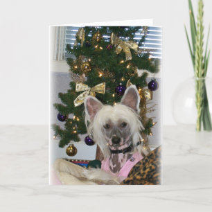 Chinese Crested Christmas Kaart