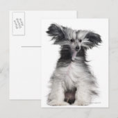 Chinese Crested Dog (15 maanden oud) in de wind Briefkaart (Voorkant / Achterkant)