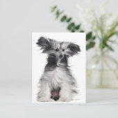 Chinese Crested Dog (15 maanden oud) in de wind Briefkaart (Staand voorkant)