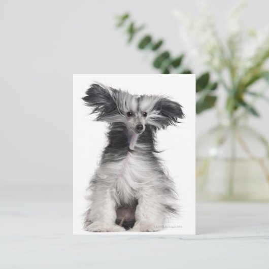 Chinese Crested Dog (15 maanden oud) in de wind Briefkaart (Staand voorkant)