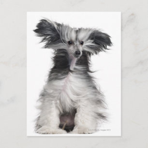 Chinese Crested Dog (15 maanden oud) in de wind Briefkaart