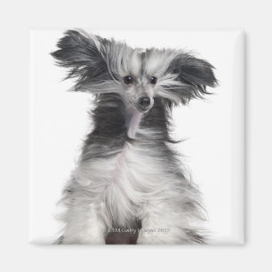 Chinese Crested Dog (15 maanden oud) in de wind Magneet