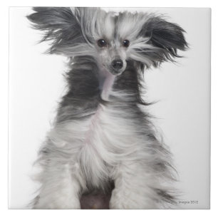 Chinese Crested Dog (15 maanden oud) in de wind Tegeltje