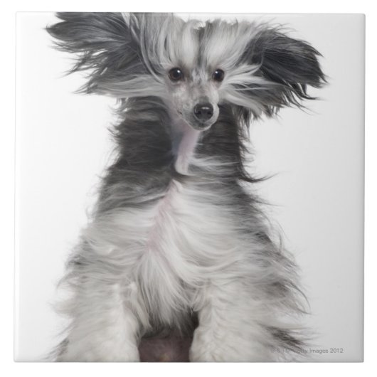 Chinese Crested Dog (15 maanden oud) in de wind Tegeltje (Voorkant)