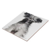 Chinese Crested Dog (15 maanden oud) in de wind Tegeltje (Zijkant)