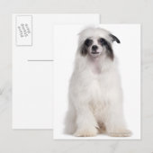 Chinese Crested Dog (7 maanden) Briefkaart (Voorkant / Achterkant)
