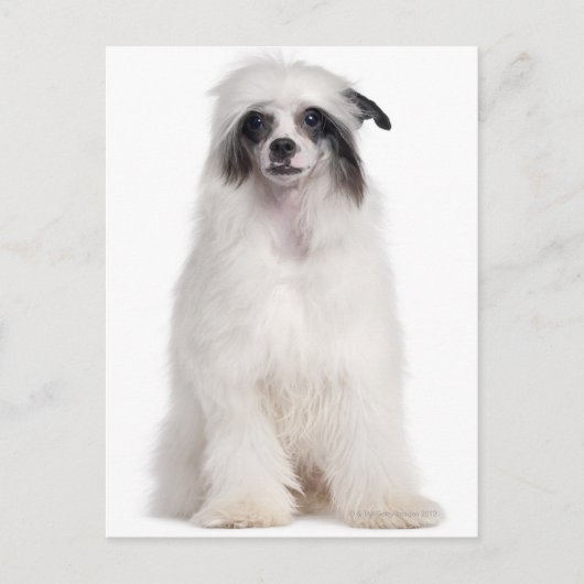 Chinese Crested Dog (7 maanden) Briefkaart (Voorkant)