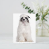 Chinese Crested Dog (7 maanden) Briefkaart (Staand voorkant)
