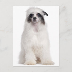 Chinese Crested Dog (7 maanden) Briefkaart