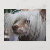 Chinese Crested Dog Briefkaart (Voorkant)