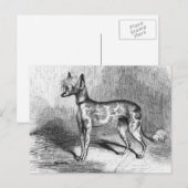 Chinese Crested Dog  Dog Illustratie Briefkaart (Voorkant / Achterkant)