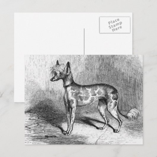 Chinese Crested Dog  Dog Illustratie Briefkaart (Voorkant / Achterkant)