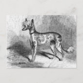 Chinese Crested Dog  Dog Illustratie Briefkaart (Voorkant)