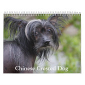 Chinese Crested Dog Kalender (Hoes)