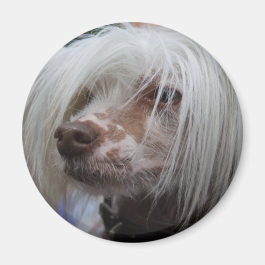 Chinese Crested Dog Magneet (Voorkant)