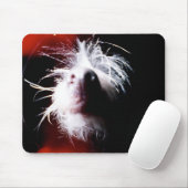 Chinese Crested Fisheye Muismat (Met muis)