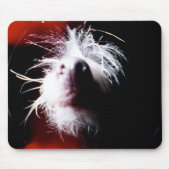 Chinese Crested Fisheye Muismat (Voorkant)