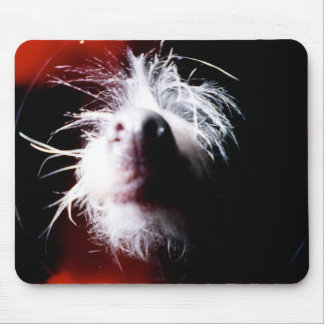 Chinese Crested Fisheye Muismat