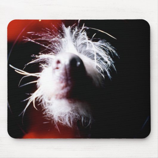 Chinese Crested Fisheye Muismat (Voorkant)