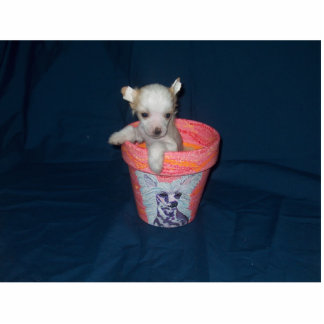 Chinese Crested Puppy Photo Sculpture Staand Fotobeeldje