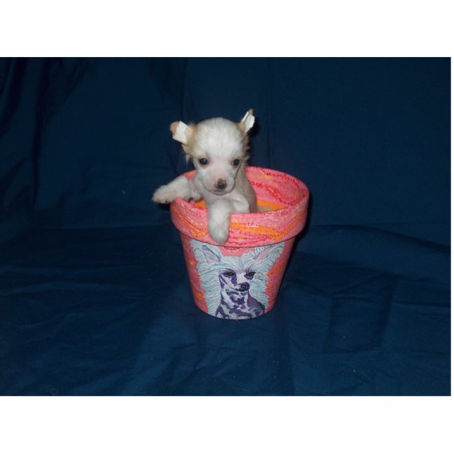 Chinese Crested Puppy Photo Sculpture Staand Fotobeeldje (Voorkant)
