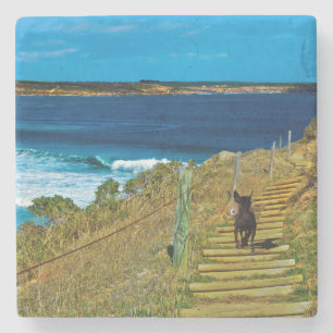 Chinese Crested Puppy, Steals Teddy Stenen Onderzetter