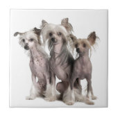 Chinese Crested Tegeltje (Voorkant)