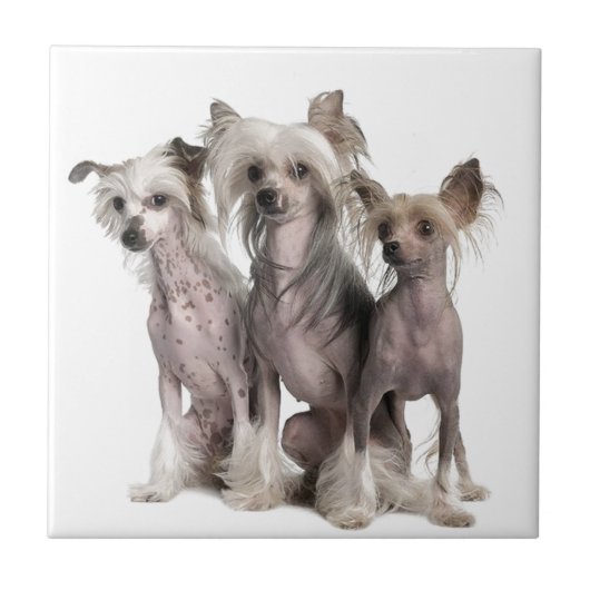 Chinese Crested Tegeltje (Voorkant)