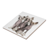 Chinese Crested Tegeltje (Zijkant)