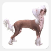Chinese Crested Vierkante Sticker (Voorkant)