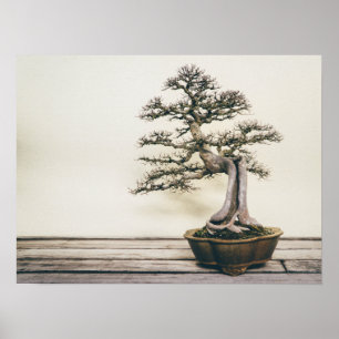 Chinese Elm Bonsai-boom in de winter Poster