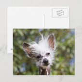 CHINESE GESCHIEDTE DOG (HAIRLESS) BRIEFKAART (Voorkant / Achterkant)