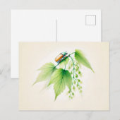 Chinese Ink Kan Bug Op Linden Briefkaart (Voorkant / Achterkant)
