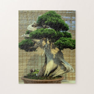 Chinese jeneverbes bonsai boom foto legpuzzel