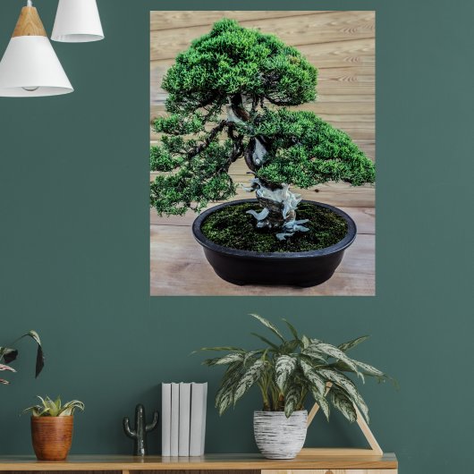 Chinese Jeneverbes Bonsai Boom Poster (Woonkamer 1)