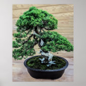 Chinese Jeneverbes Bonsai Boom Poster (Voorkant)