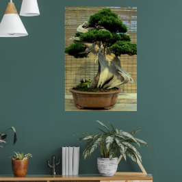 Chinese Jeneverbes Bonsai Boom Poster
