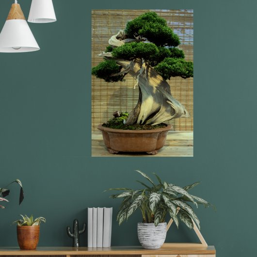 Chinese Jeneverbes Bonsai Boom Poster (Woonkamer 1)