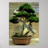 Chinese Jeneverbes Bonsai Boom Poster (Voorkant)