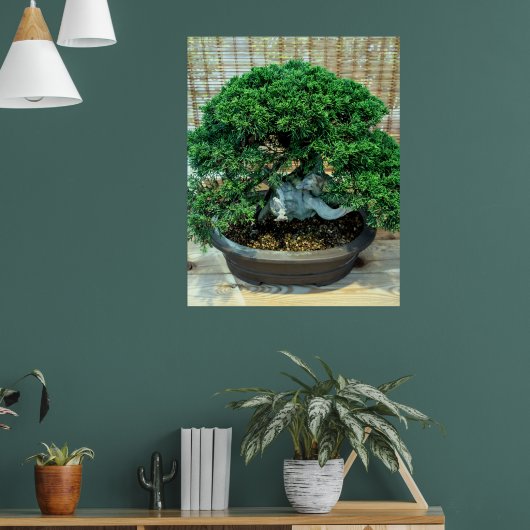 Chinese Jeneverbes Bonsai Boom Poster (Woonkamer 1)