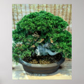Chinese Jeneverbes Bonsai Boom Poster (Voorkant)