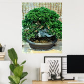 Chinese Jeneverbes Bonsai Boom Poster (Thuiskantoor)